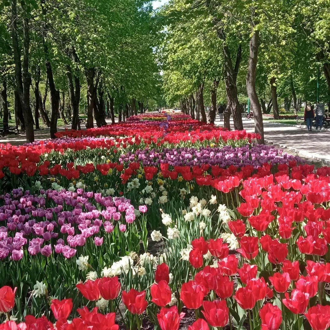 ''Ukraińska Holandia'': najlepsze parki, w których można podziwiać kwitnące kwiaty