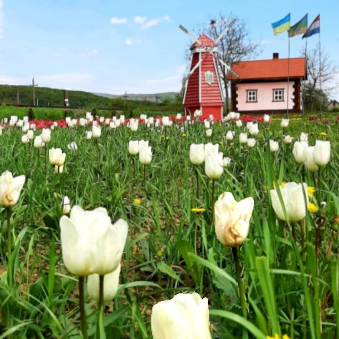 ''Ukraińska Holandia'': najlepsze parki, w których można podziwiać kwitnące kwiaty