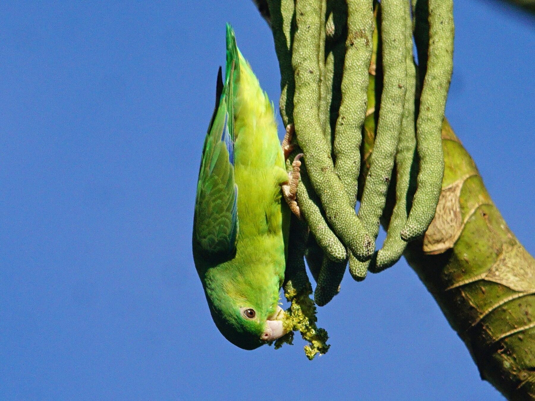 End of lifelong mystery: it took scientists 27 years to figure out why parrots kill and adopt each other's chicks 