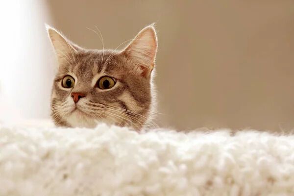 Czy koty naprawdę mają 9 żyć i dlaczego najnowsze badania z Wielkiej Brytanii zdenerwują właścicieli sfinksów?