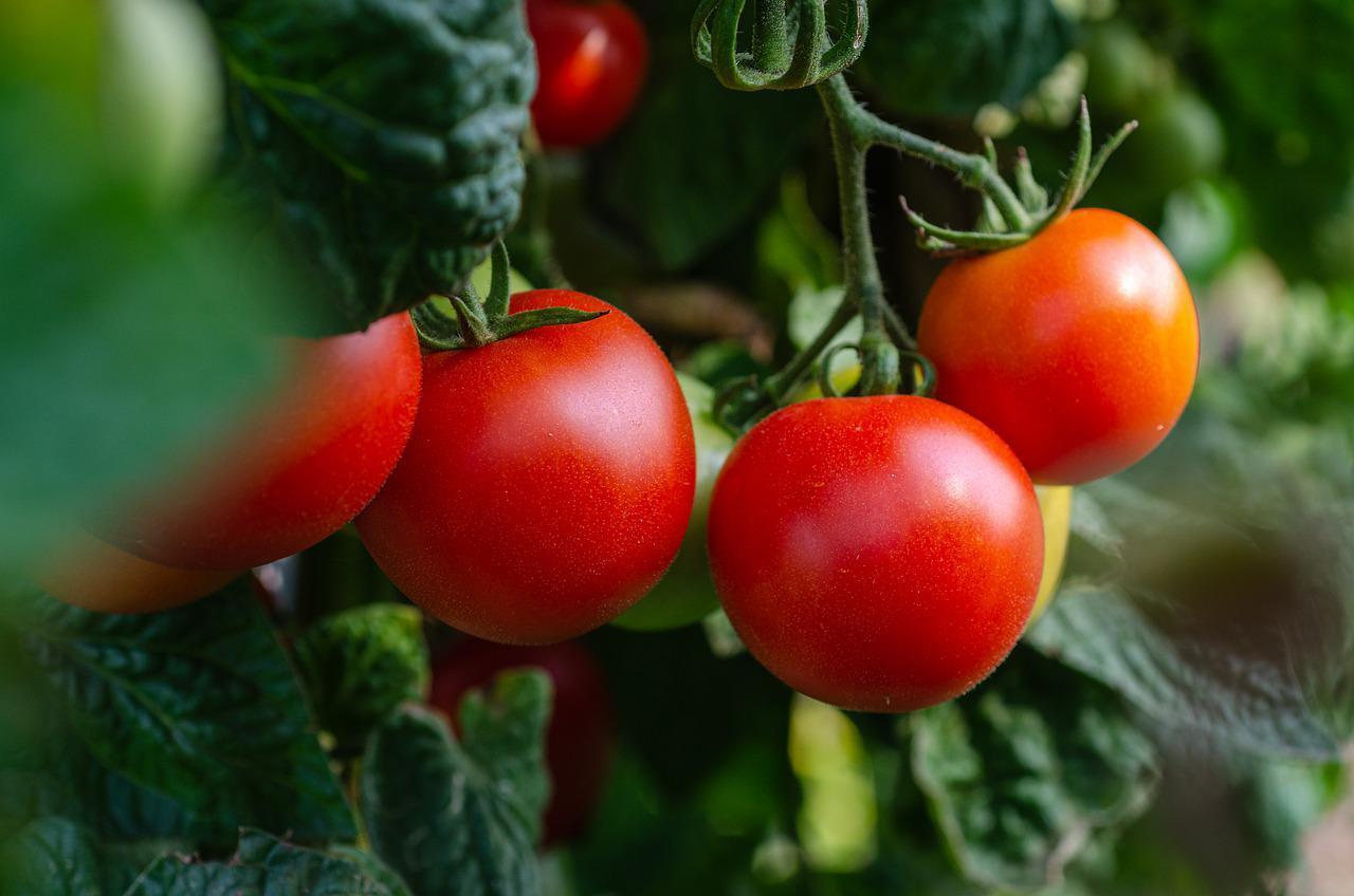 Przepis na pomidory z aspiryną