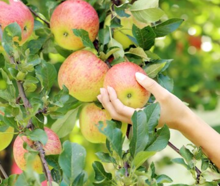 When and how to fertilize apple trees for more fruit: tips for summer residents