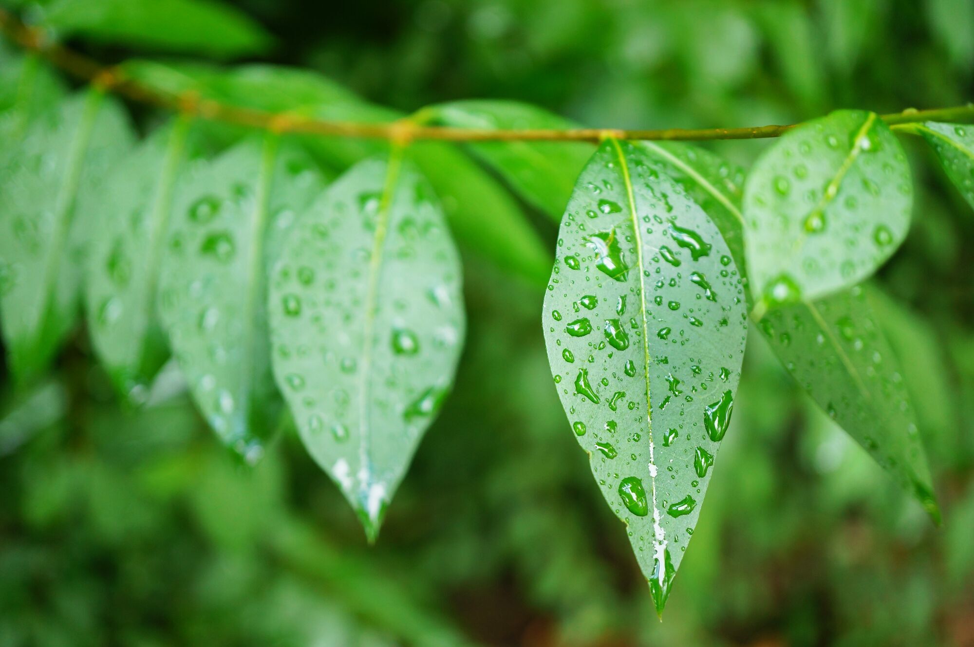 How to protect your garden from rain: what to do after bad weather