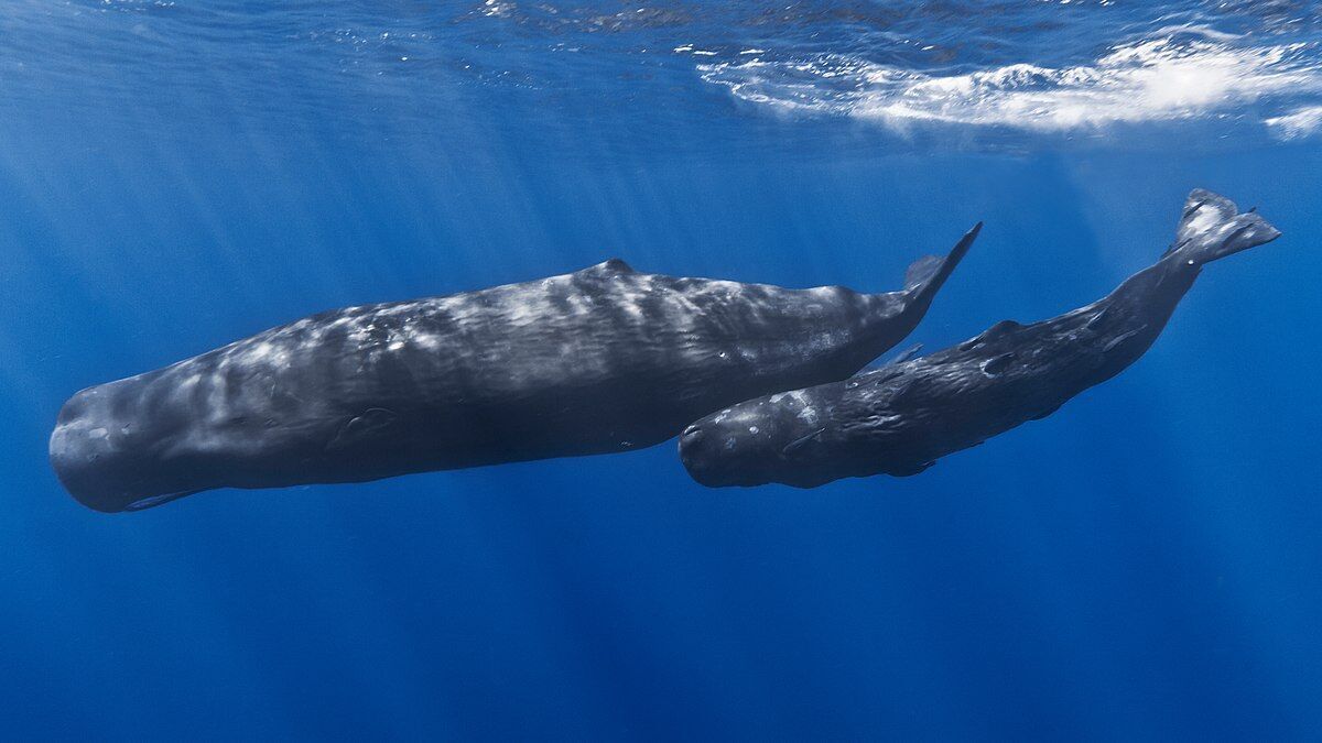 Animals with the world's largest brains communicate almost like humans: scientists make a surprising discovery. Video