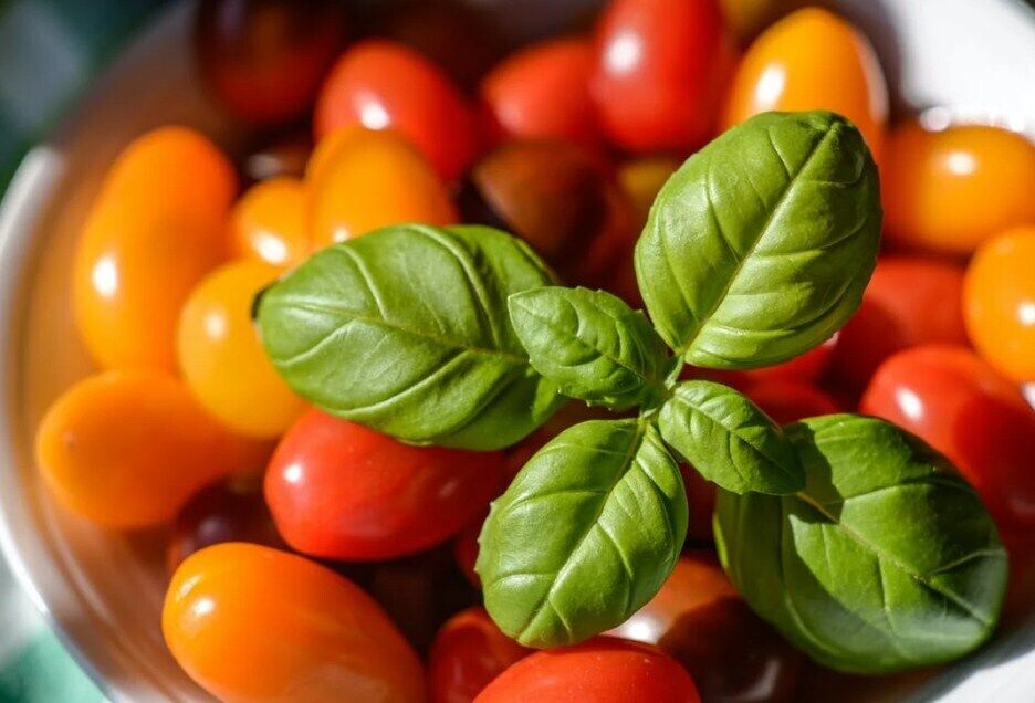 Cherry tomatoes for pickling