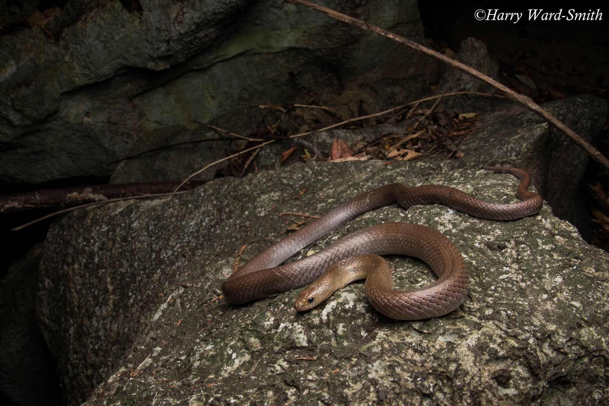 An unknown creature with ''blade-shaped fangs'' was discovered in a cave in Thailand: researchers are confused. Photo