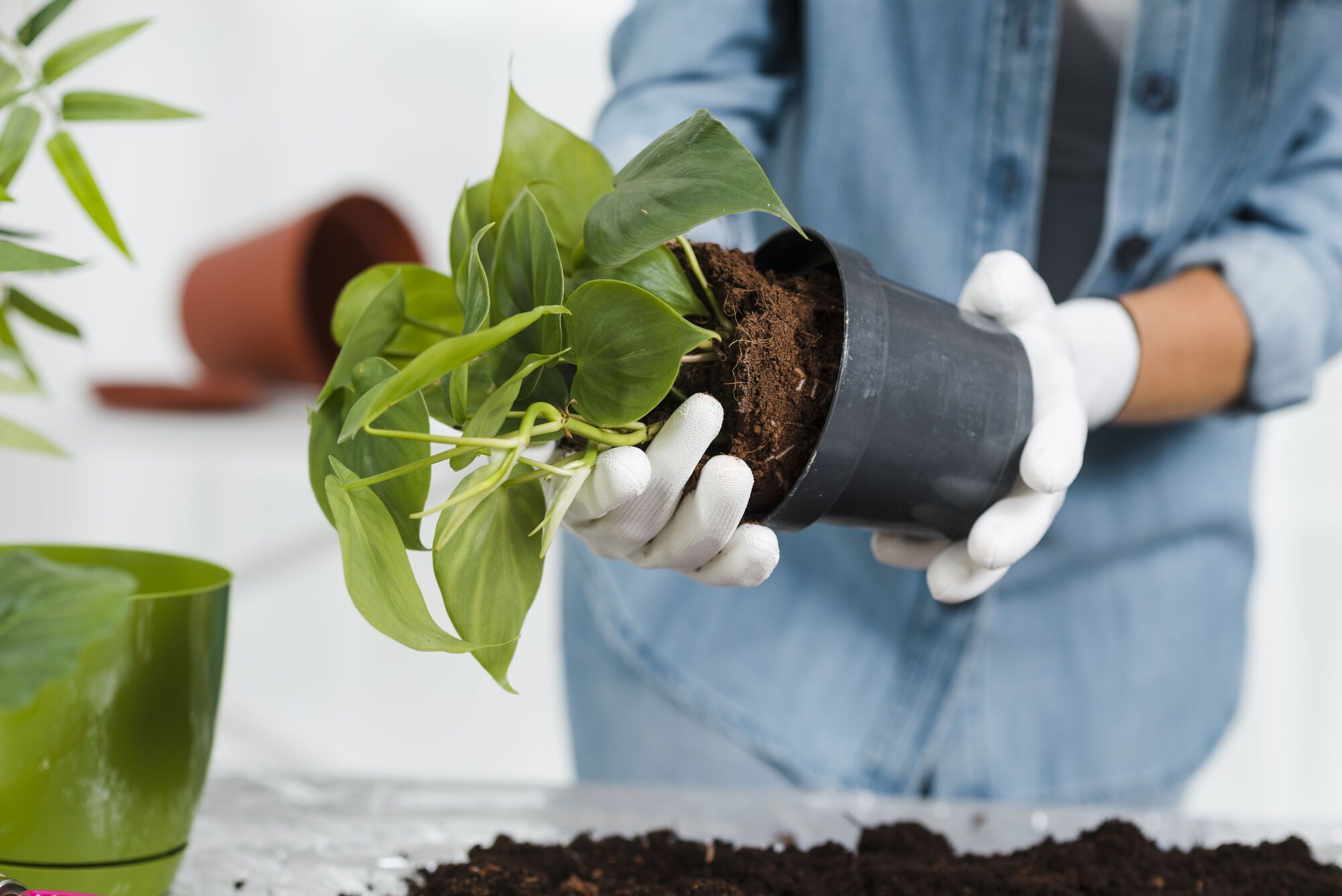 How to transplant seedlings into open ground and not damage them: useful tips