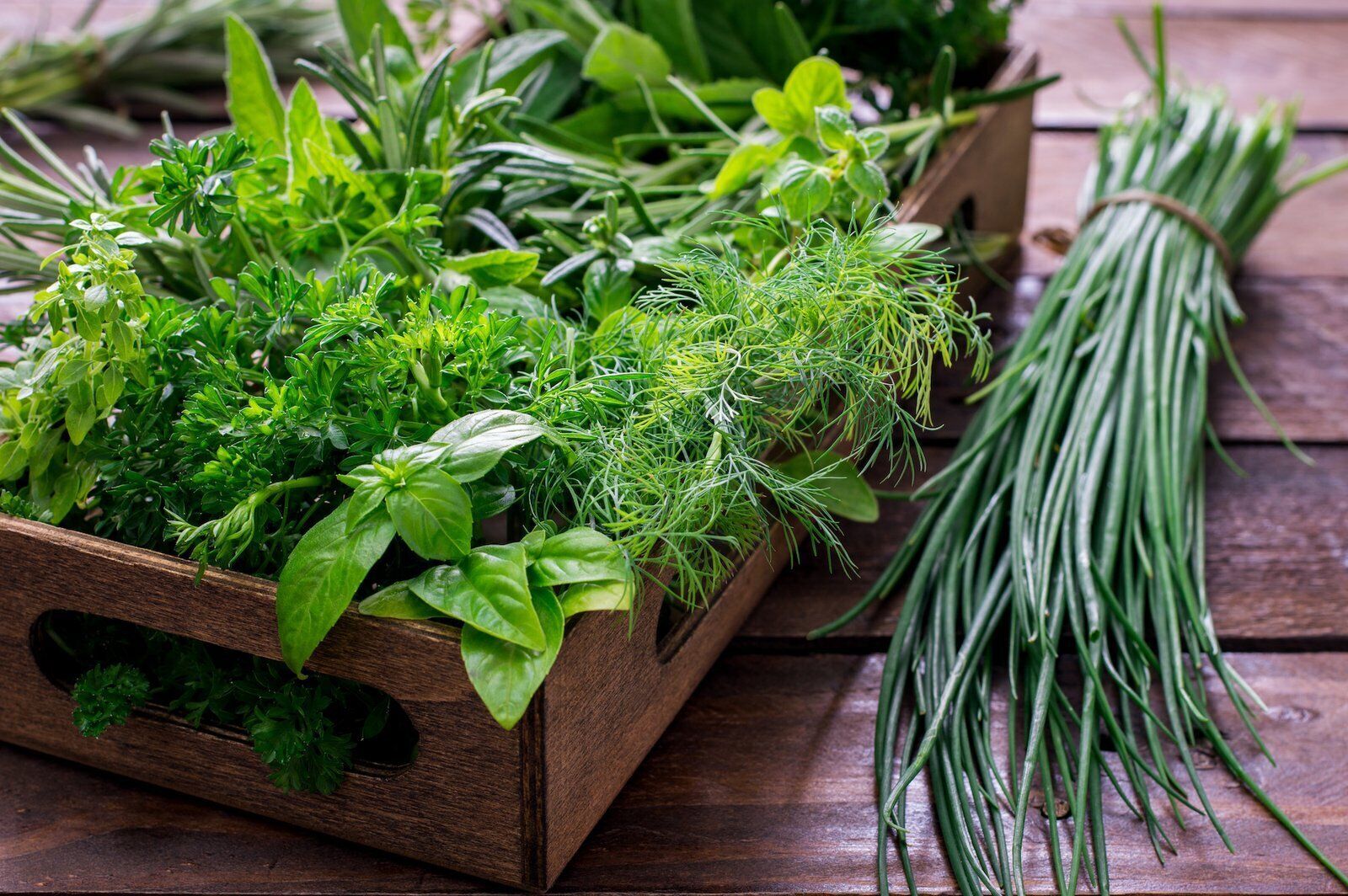 Quickly wilt and turn black: how not to store fresh herbs