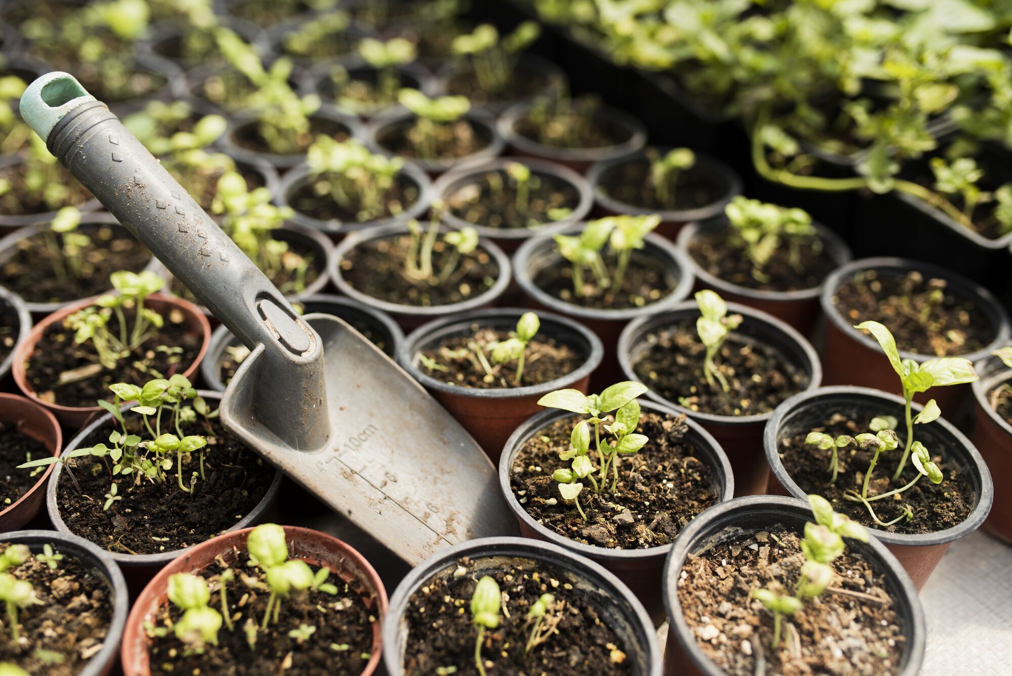 How to transplant seedlings into open ground and not damage them: useful tips