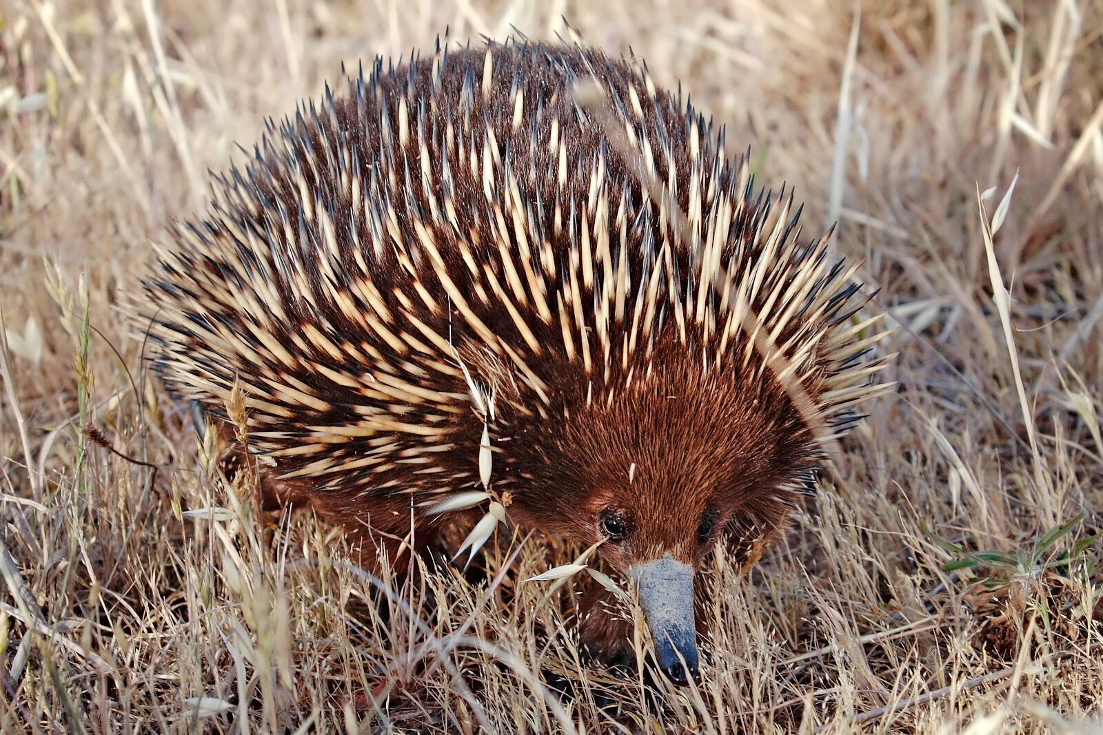 An animal that was called proof of God's sense of humor was found to have a complete lack of stomach