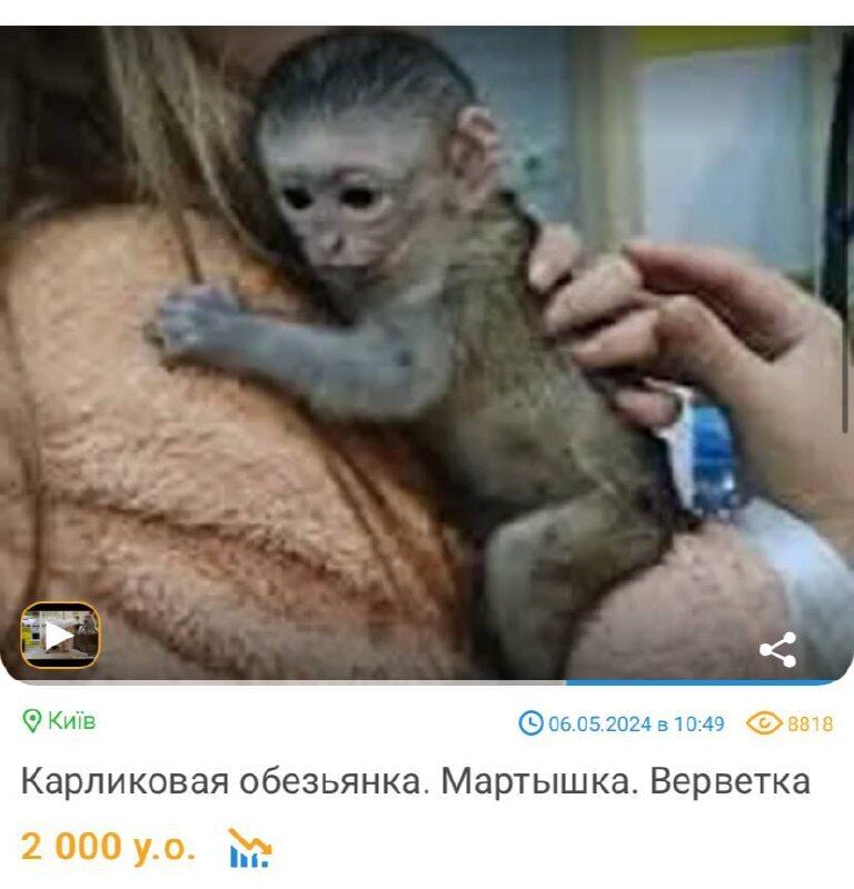 Where to buy exotic animals in Ukraine