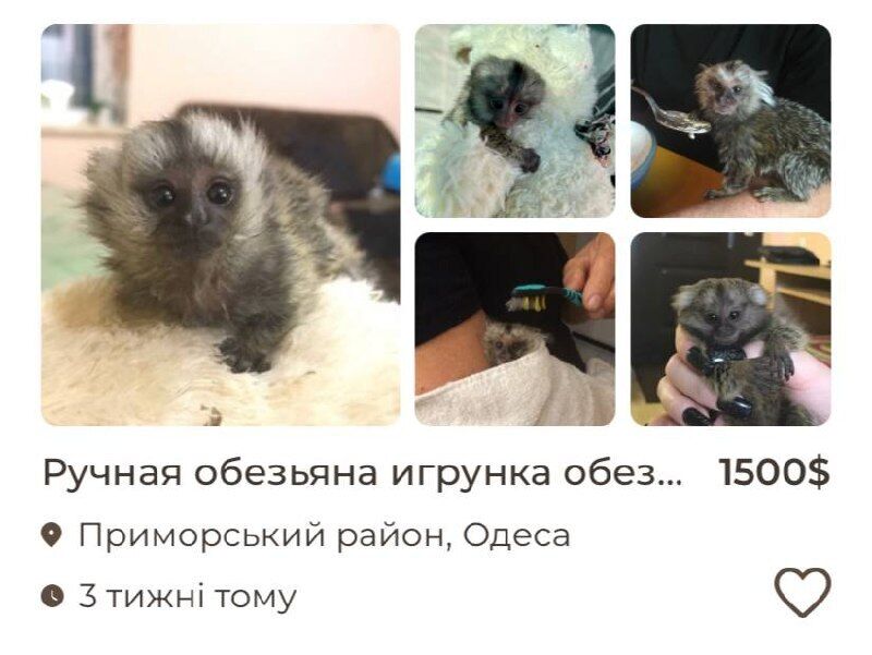 How much does a monkey cost in Ukraine