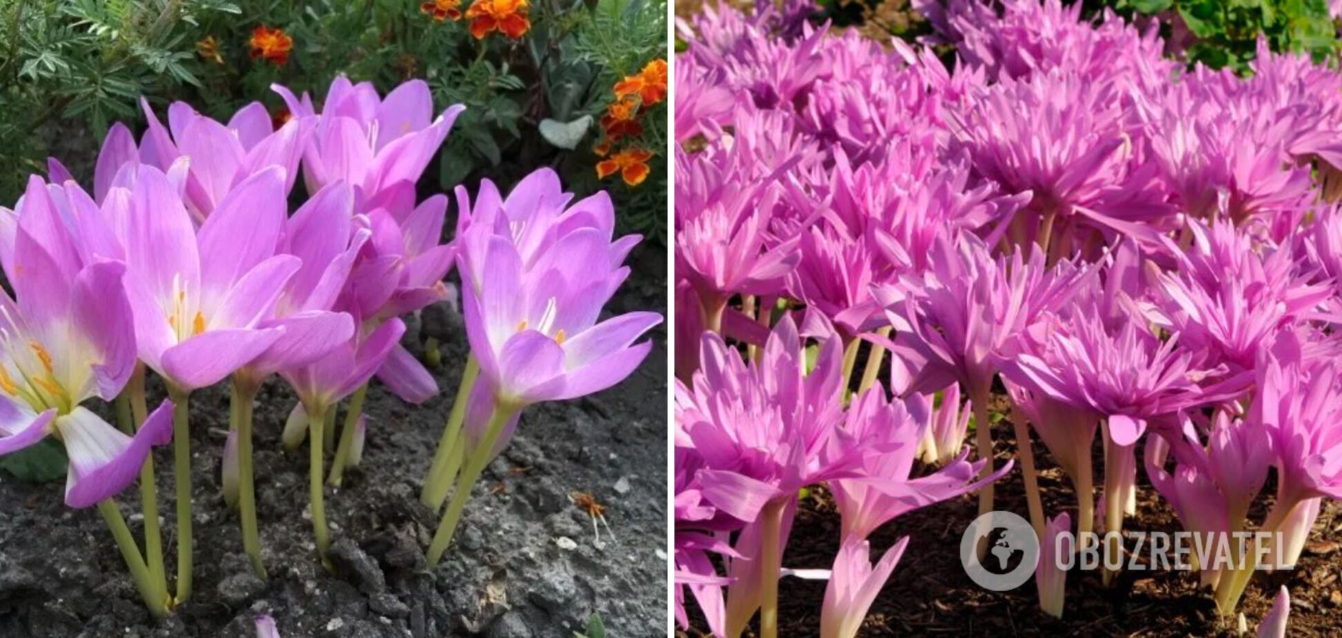 Be careful: which flowers for the garden are actually poisonous