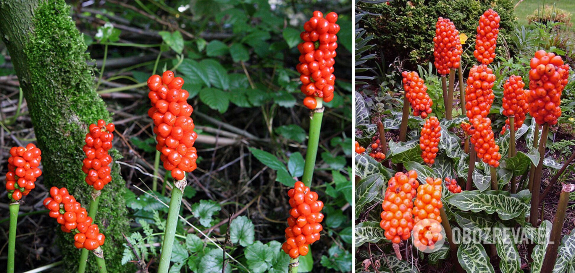 Be careful: which flowers for the garden are actually poisonous