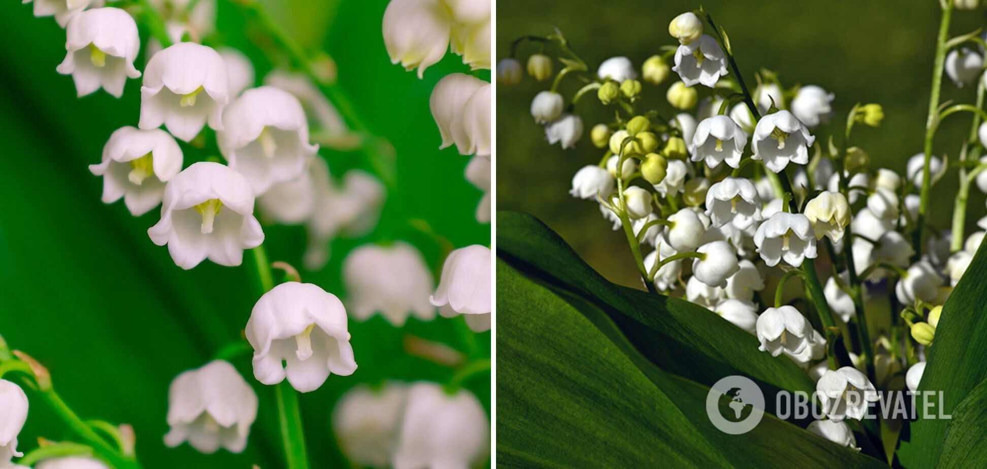 Be careful: which flowers for the garden are actually poisonous