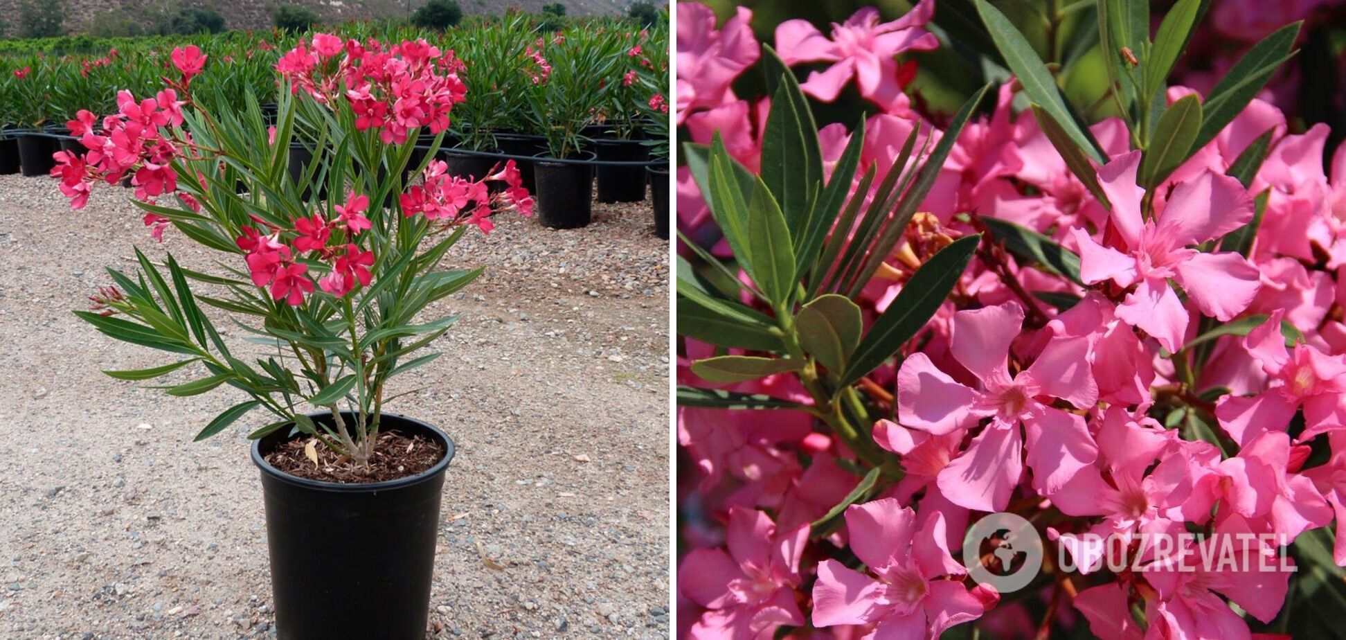 Be careful: which flowers for the garden are actually poisonous