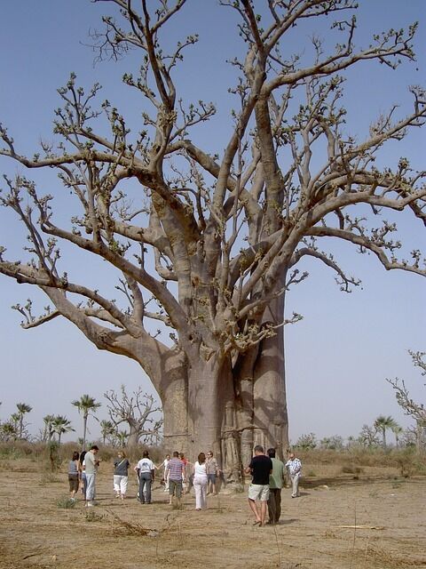 Scientists solve the mystery of the ''tree of life'' that appeared on Earth 21 million years ago