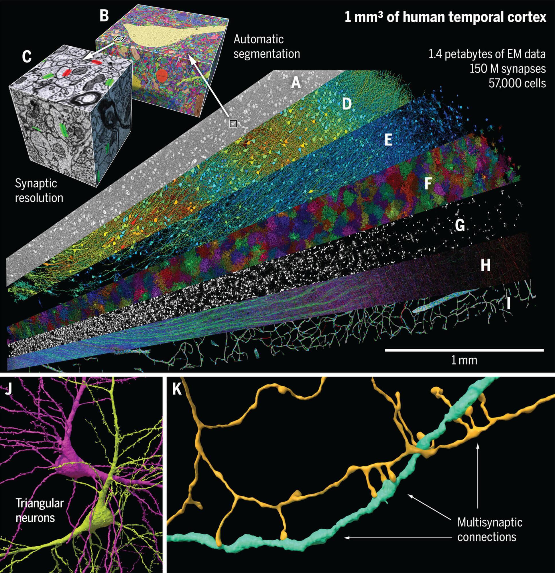 Can store more than thousands computers: scientists mapped a tiny fragment of the brain, and the results simply amazed them