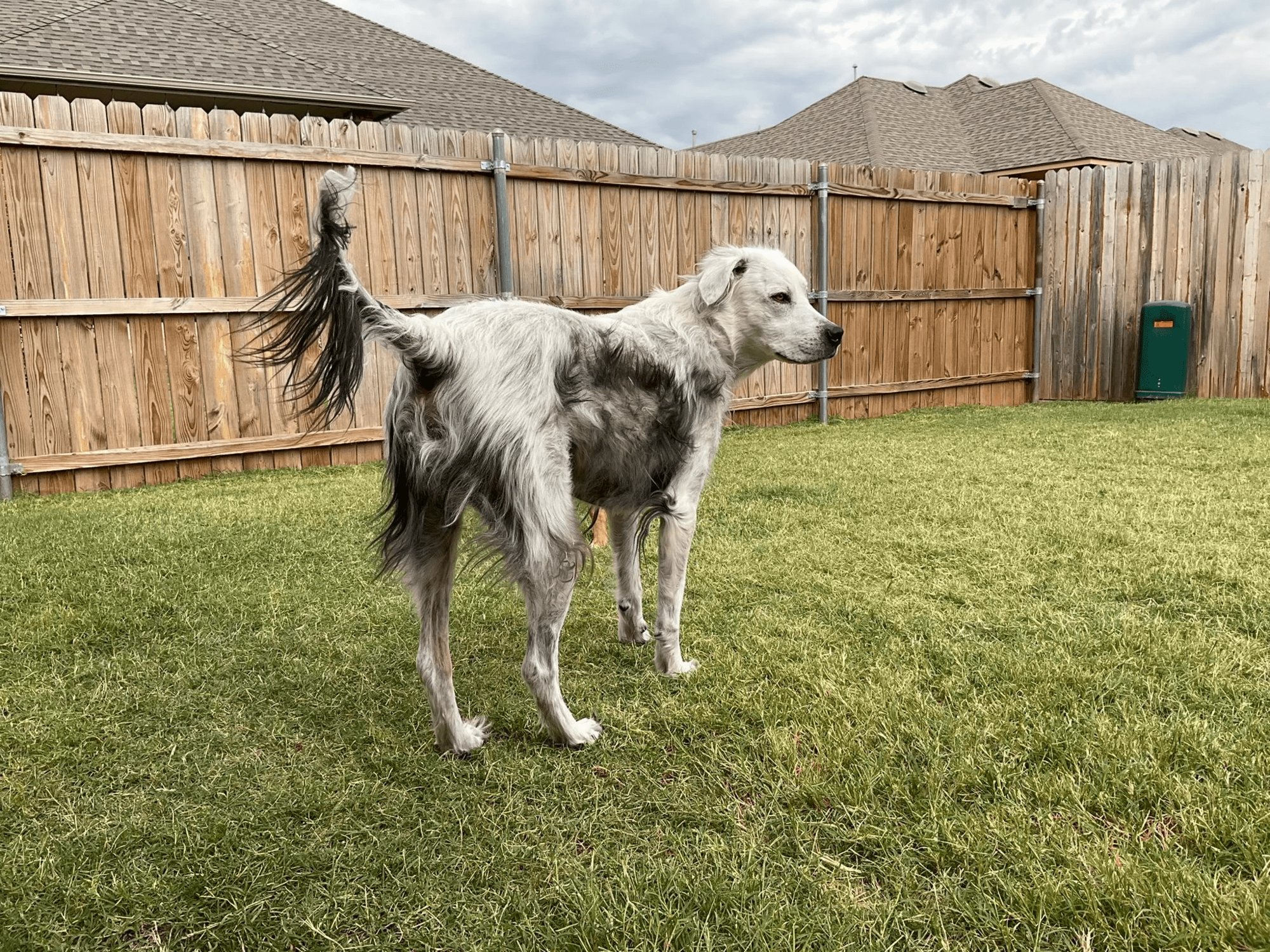 In the United States, a black dog turned white in 2 years due to ''Michael Jackson's disease''. Photo