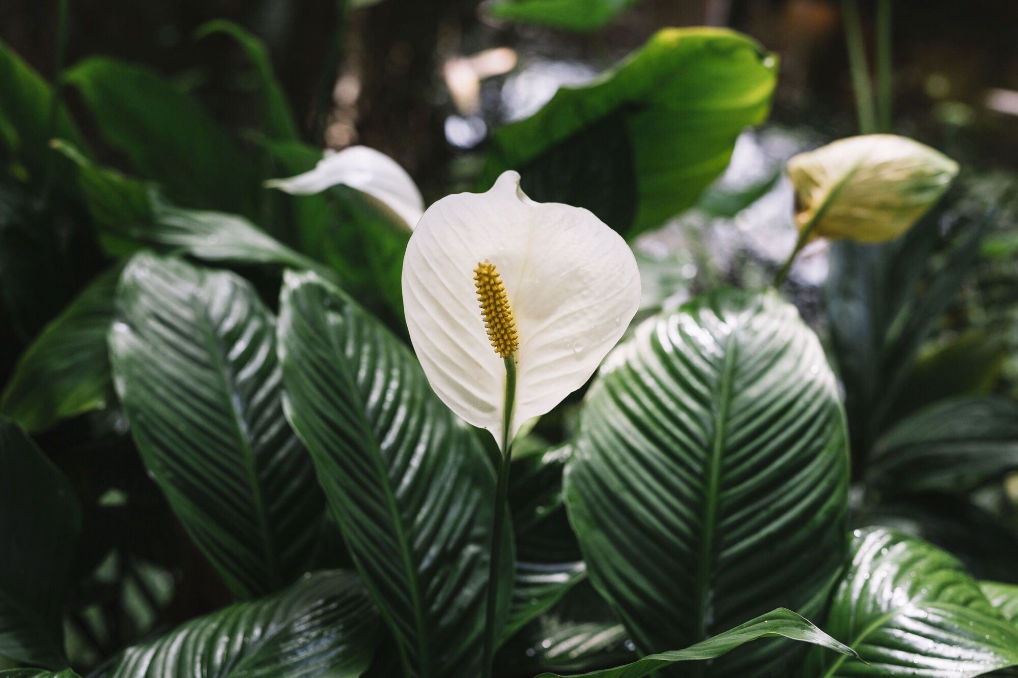 Dlaczego spathiphyllum nie kwitnie: eksperci opisali wszystkie przyczyny