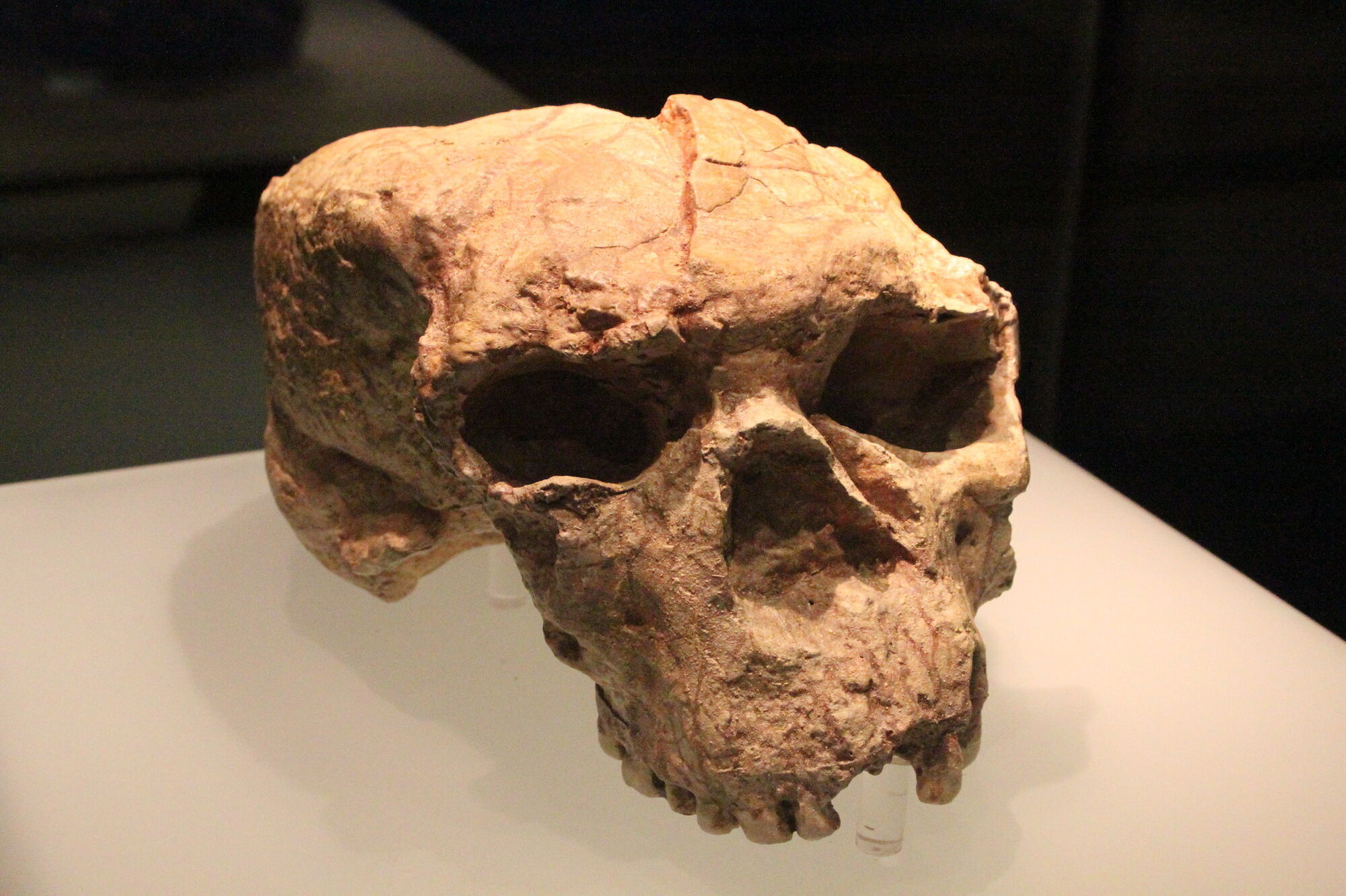 The skull found in China may belong to the ''Dragon Man'' who lived a million years ago. Photo