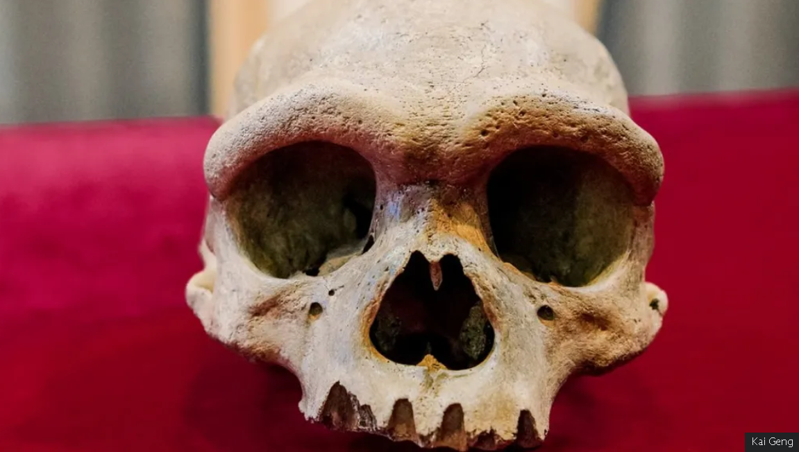 Czaszka znaleziona w Chinach może należeć do ''Człowieka Smoka'', który żył milion lat temu. Zdjęcie