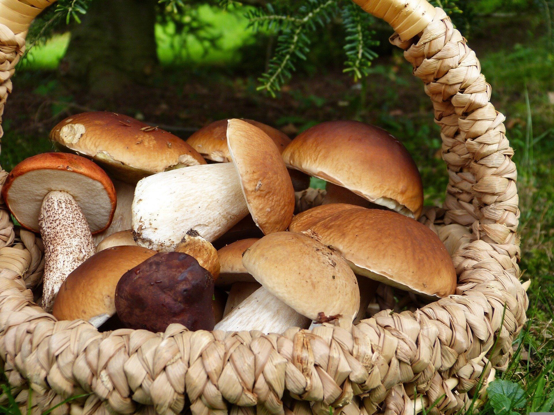 Mushrooms for the dish