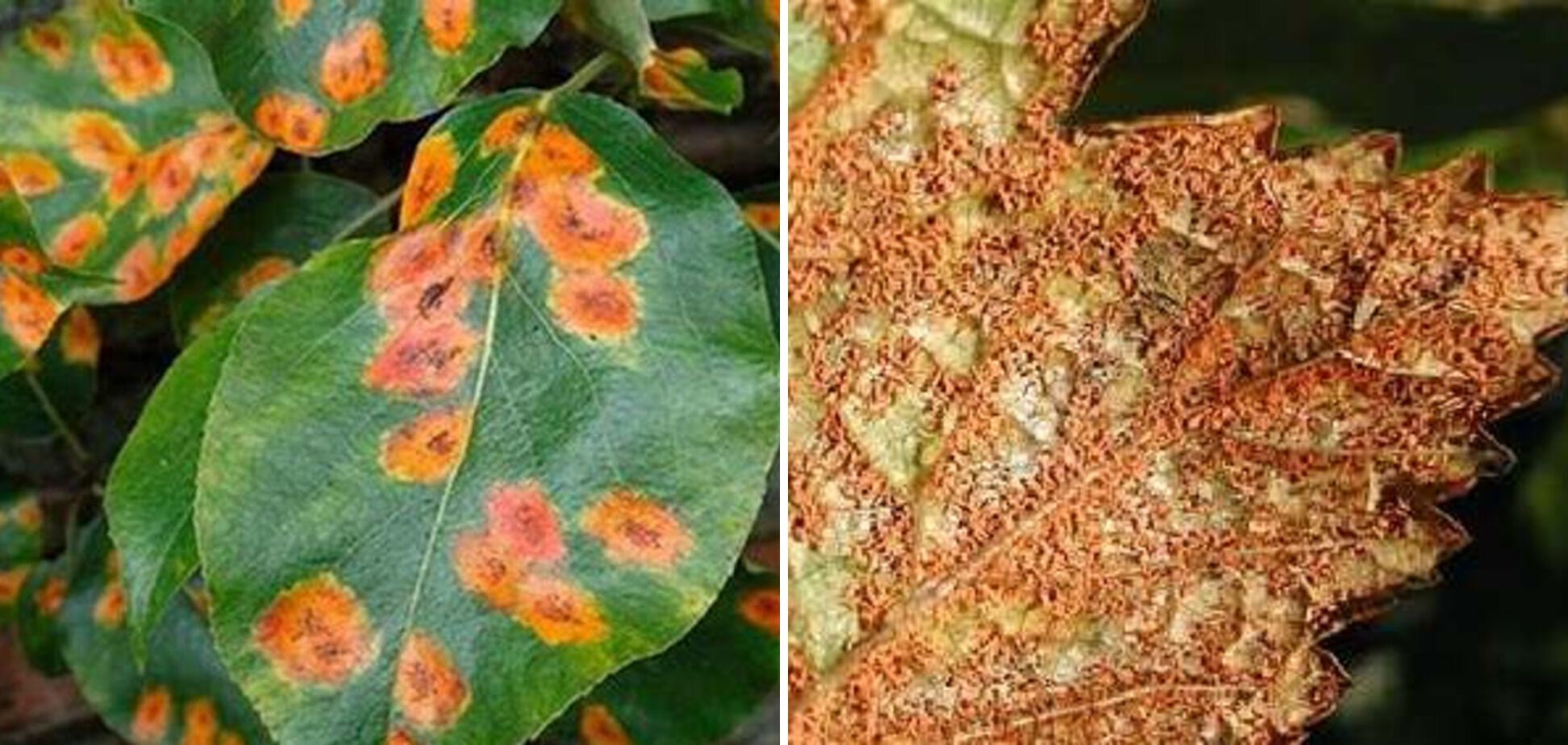 How to cure plants from rust stains: tips for summer residents