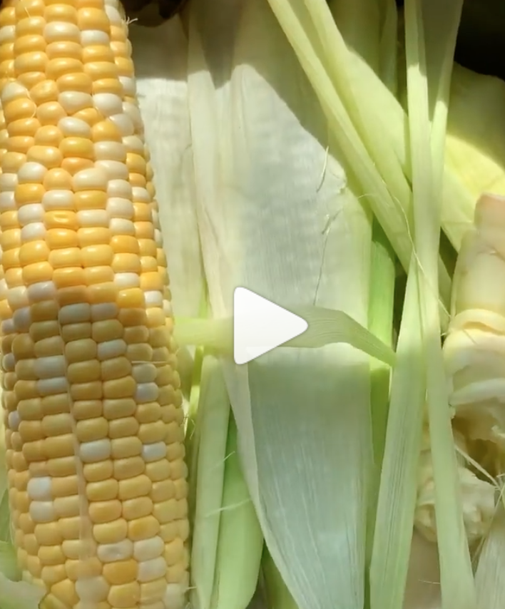 How to cook corn properly