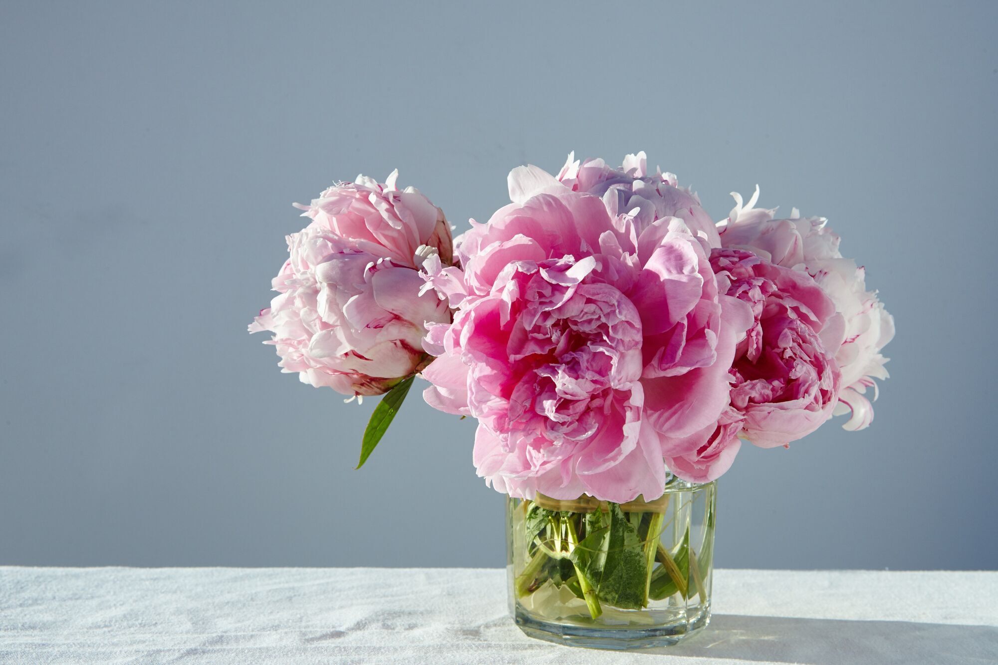 How to grow peonies with giant flowers at home: tips