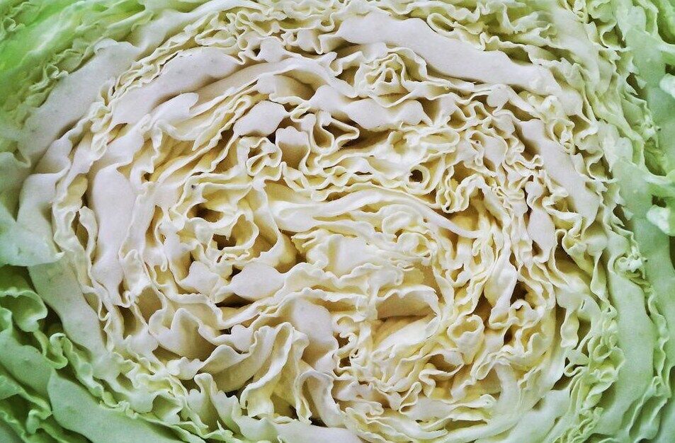 Recipes with cabbage