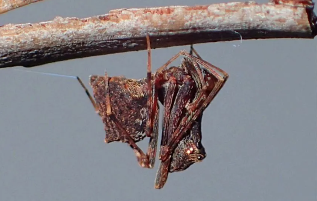 A new species of ''killer spiders'' with huge legs that can bend was discovered in Australia