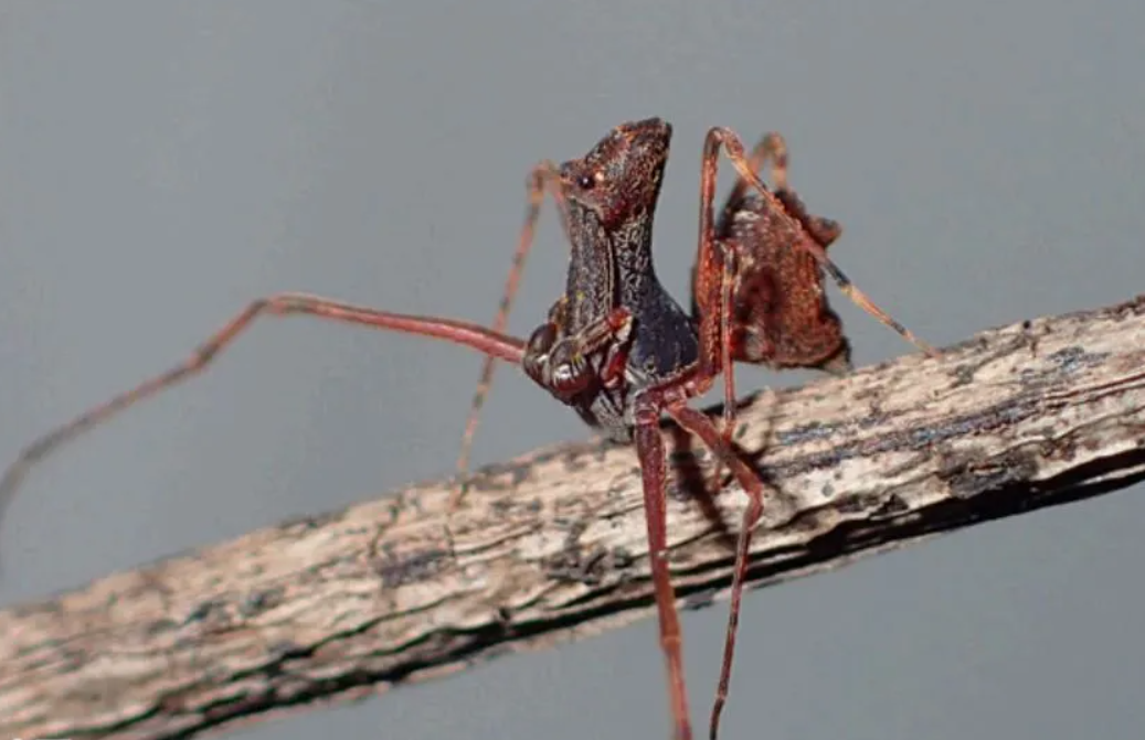 A new species of ''killer spiders'' with huge legs that can bend was discovered in Australia