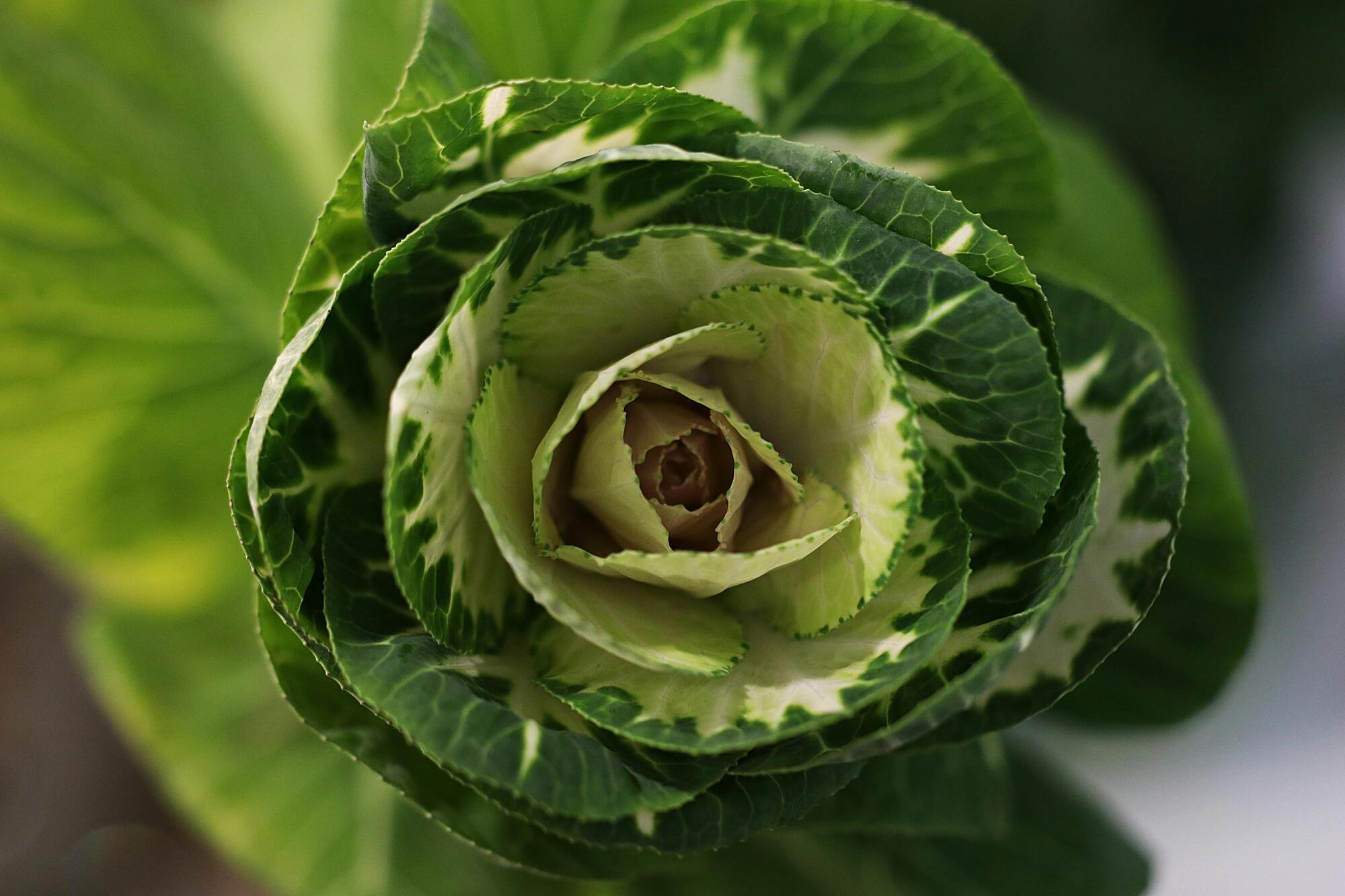 How to wash vegetables, fruits, berries and greens: useful tips