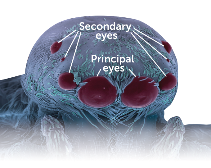 Scientists explain why spiders have as many as 8 eyes