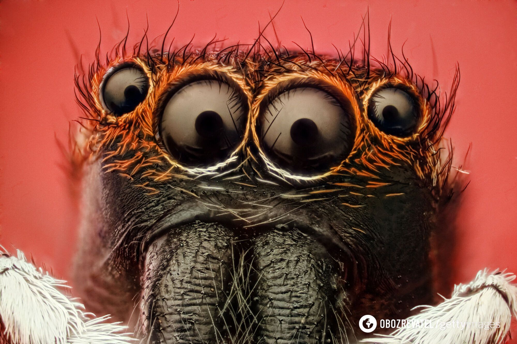 Scientists explain why spiders have as many as 8 eyes