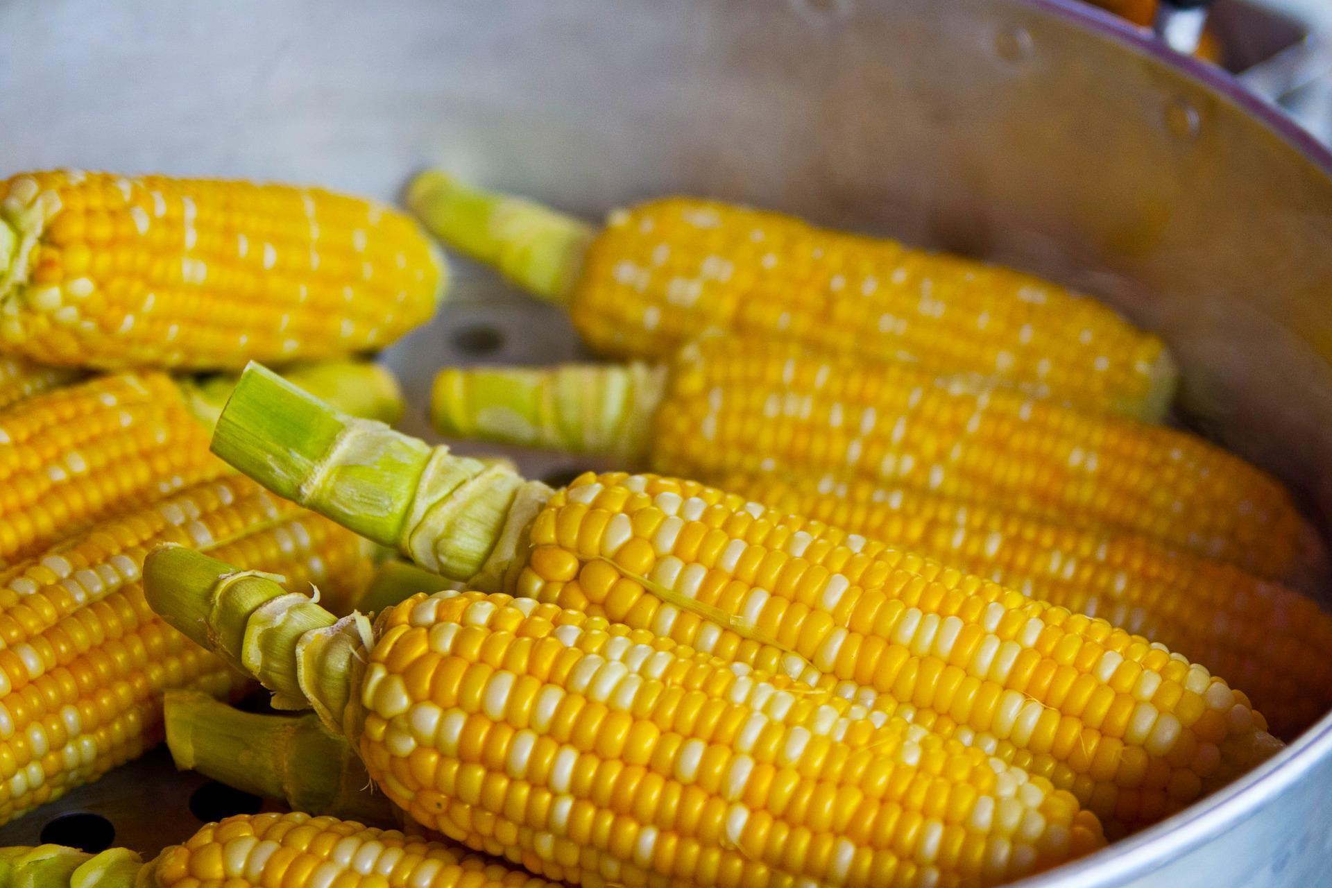 How to cook corn deliciously: no need to boil