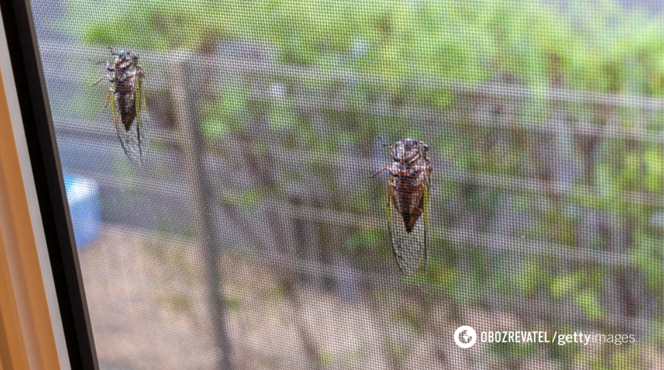 How to keep insects away even if you sleep with the window open: summer tips