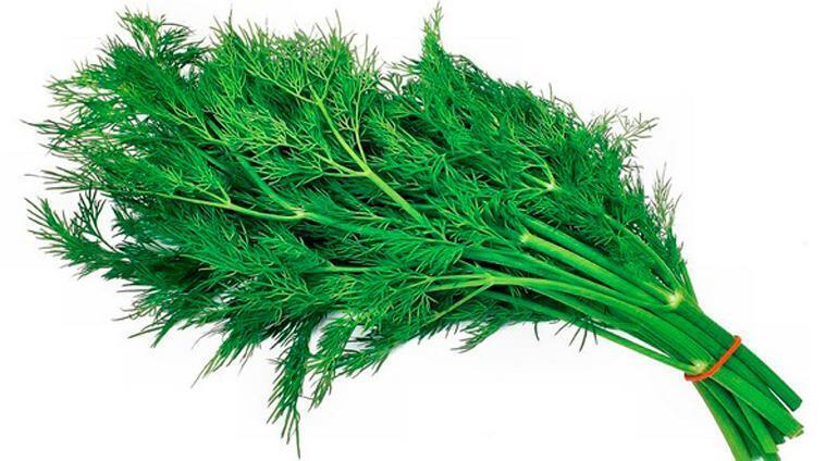 Dill for cooking sauce