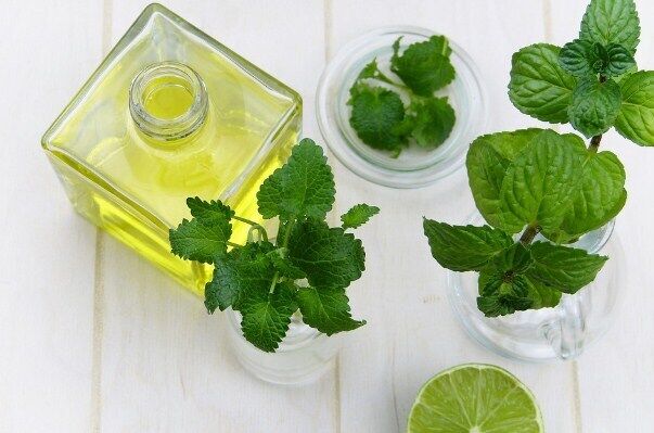 How to preserve mint for the winter