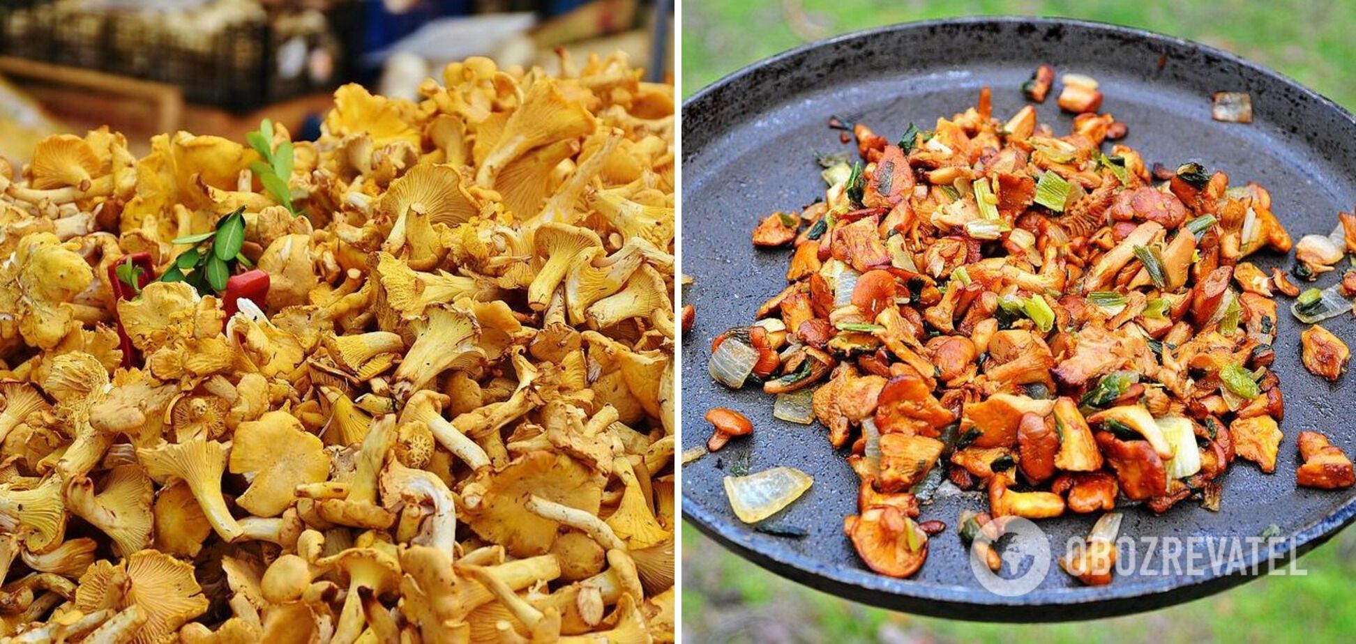 Chanterelles for stuffing