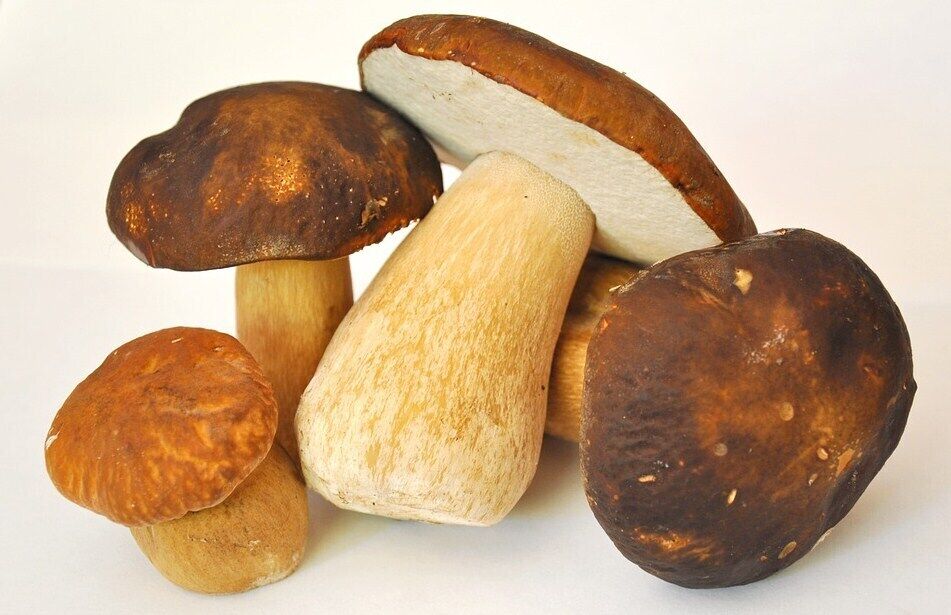What mushrooms are suitable for an omelet