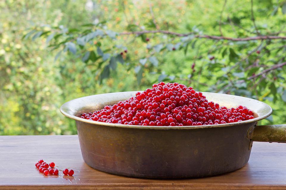 What to cook with red currants