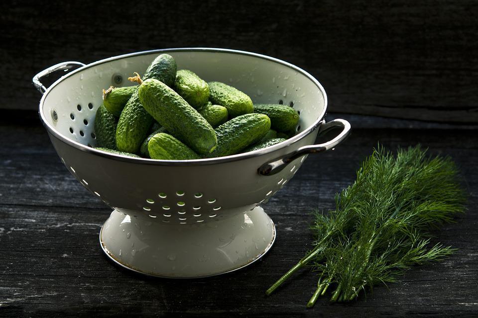 Home-grown cucumbers for pickling