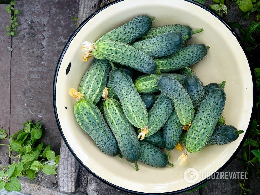 Homegrown cucumbers