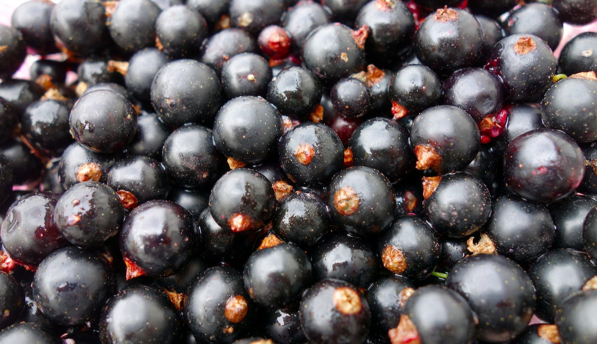 Healthy currant and raspberry jam: how to combine berries correctly