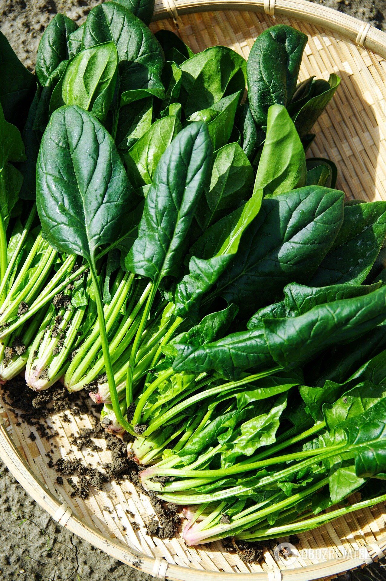 What to cook with spinach