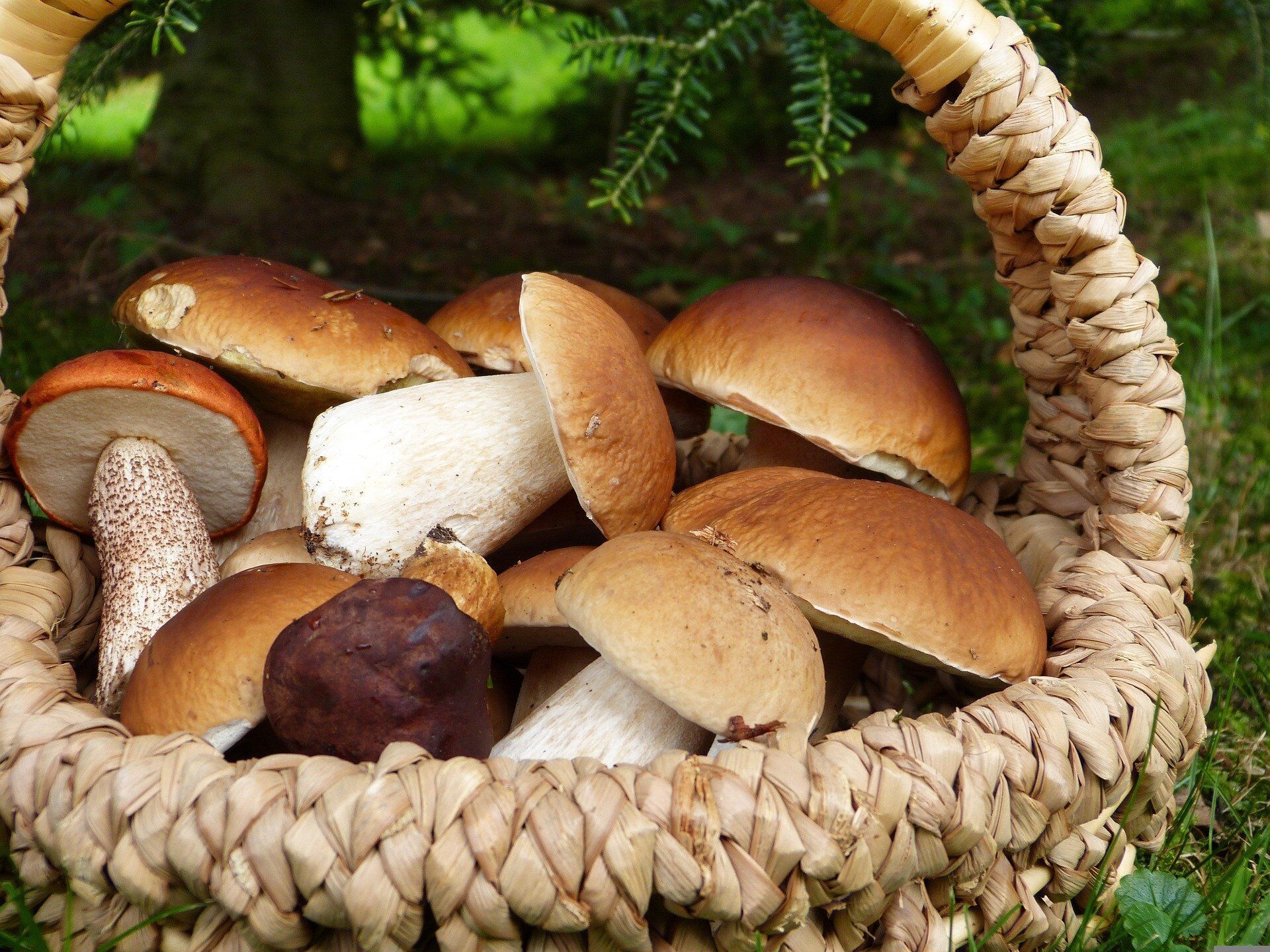 How to cook mushrooms deliciously