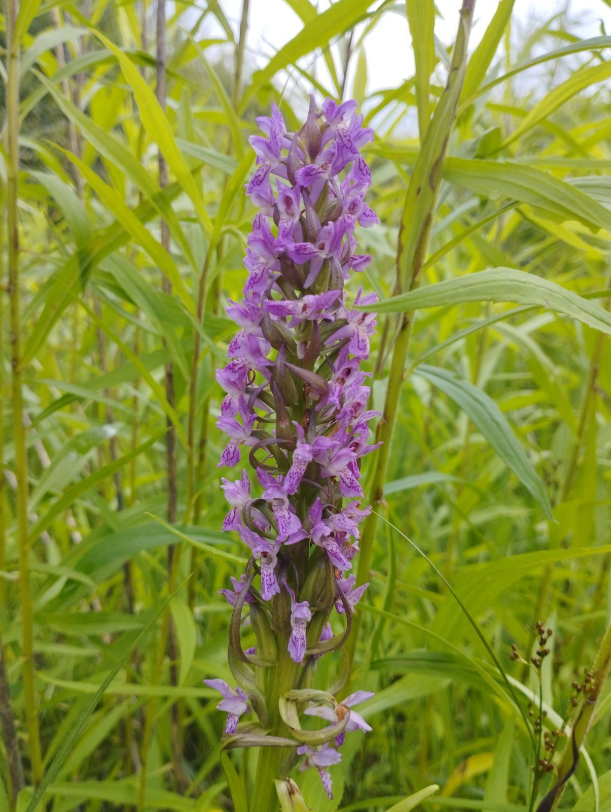 A field with Red Book wild orchids was found in the Kyiv region. Photo