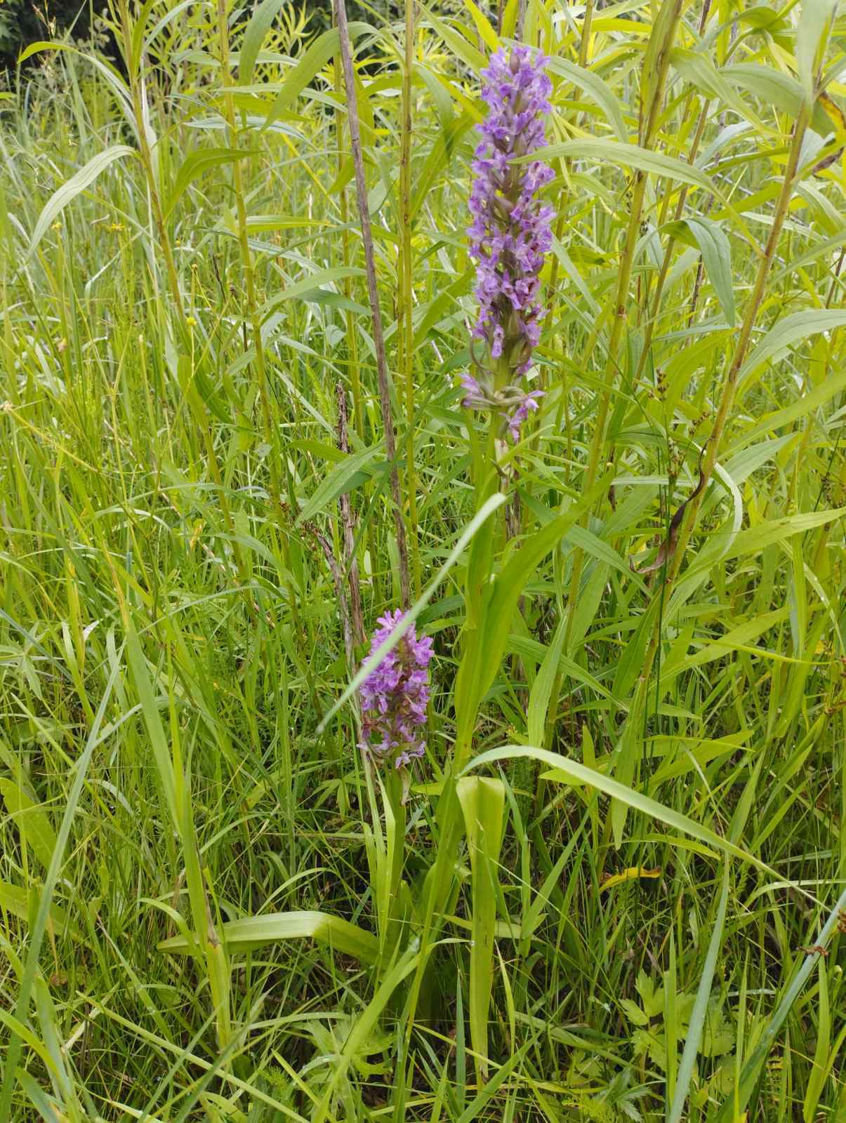 A field with Red Book wild orchids was found in the Kyiv region. Photo